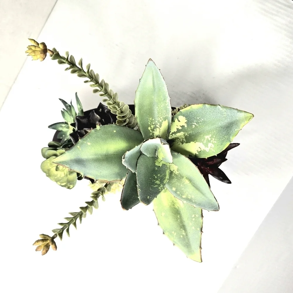 Succulent Floral Arrangement